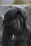 LHASSA APSO 210